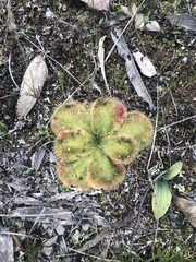 Drosera collina