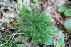 Dendrolycopodium dendroideum