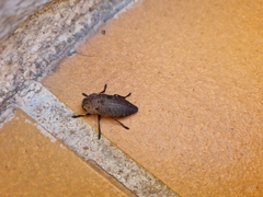 Capnodis tenebricosa