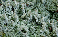 Cladonia squamosa
