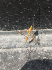 Nephrotoma ferruginea