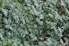 Cladonia squamosa