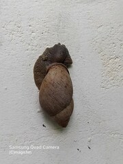 Megalobulimus oblongus