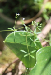 Galium obtusum