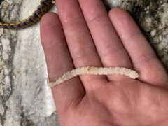 Cestoda