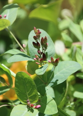 Hypericum fraseri