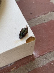 Callistethus marginatus