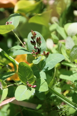 Hypericum fraseri