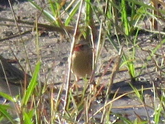 Quelea quelea lathamii