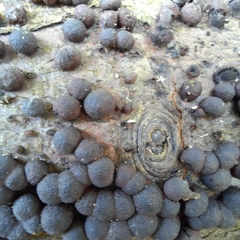 Hypoxylon fragiforme