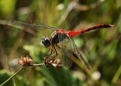 Sympetrum ambiguum