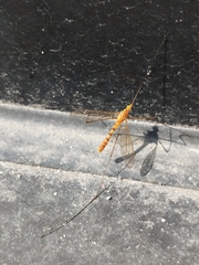Nephrotoma ferruginea