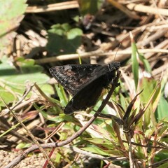 Erynnis baptisiae