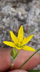 Nothoscordum montevidense