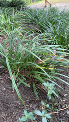 Liriope muscari