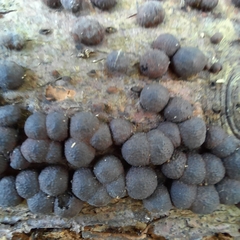 Hypoxylon fragiforme
