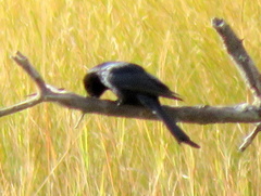 Dicrurus adsimilis apivorus