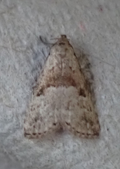 Hypenodes fractilinea