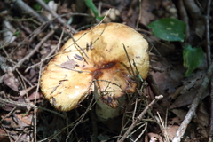 Russula foetens