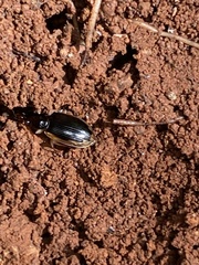 Coleoptera