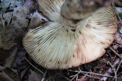 Russula foetens
