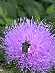 Melissodes desponsus