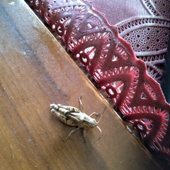 Trilophidia annulata