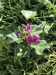 Malva sylvestris