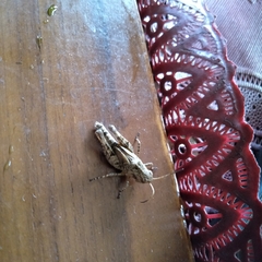 Trilophidia annulata