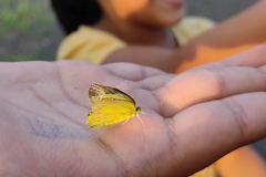 Eurema brigitta