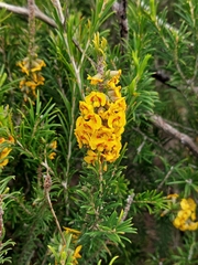 Dillwynia floribunda