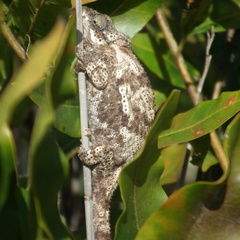 Bradypodion damaranum