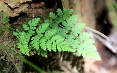 Cystopteris tenuis