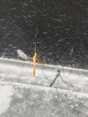 Nephrotoma ferruginea