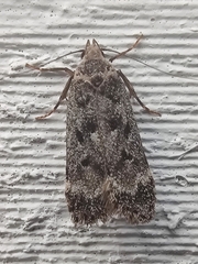 Anacampsis