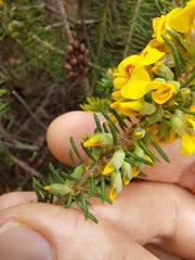 Dillwynia floribunda