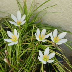 Zephyranthes candida
