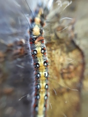 Acronicta tridens