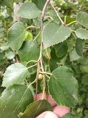 Betula klokovii
