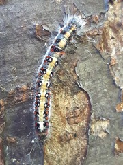 Acronicta tridens