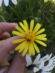 Hopliini