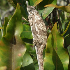 Bradypodion damaranum