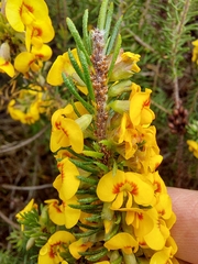 Dillwynia floribunda