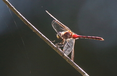 Sympetrum rubicundulum