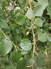 Betula klokovii