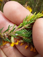 Dillwynia floribunda