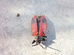 Coraliomela quadrimaculata