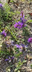 Astragalus laxmannii