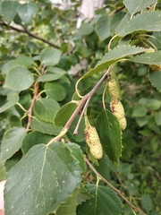 Betula klokovii