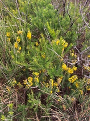 Dillwynia floribunda